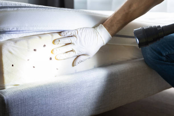 Best Termite Control Services  in Roslyn Estates, NY