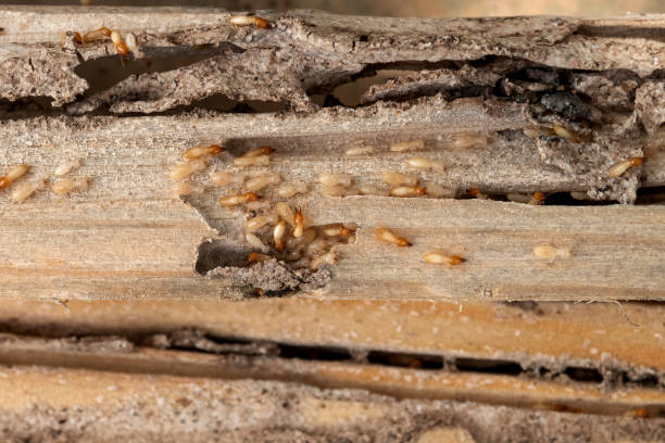 Trusted Roslyn Estates, NY Pest Control Experts